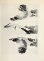 An illustration from Old Chinese porcelain (1909)