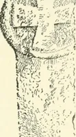 An illustration from Old Cornish crosses (1896)