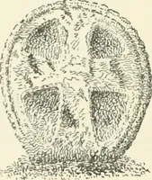 An illustration from Old Cornish crosses (1896)