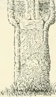 An illustration from Old Cornish crosses (1896)
