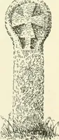 An illustration from Old Cornish crosses (1896)