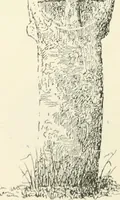 An illustration from Old Cornish crosses (1896)