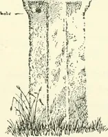 An illustration from Old Cornish crosses (1896)