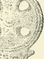 An illustration from Old Cornish crosses (1896)