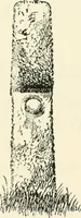 An illustration from Old Cornish crosses (1896)