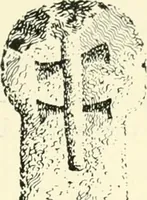 An illustration from Old Cornish crosses (1896)