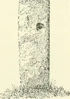 An illustration from Old Cornish crosses (1896)
