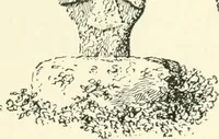 An illustration from Old Cornish crosses (1896)