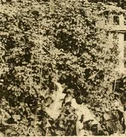An illustration from Old cottages & farm-houses in Surrey / illustrated on one hundred collotype plates from photographs specially taken by W. Galsworthy Davie, with an introduction and numerous sketches by W. Curtis Green (1908)