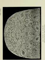An illustration from Old lace : a handbook for collectors; an account of the different styles of lace, their history, characteristics & manufacture (1908)