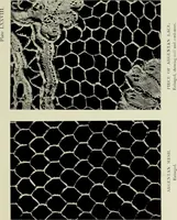 An illustration from Old lace : a handbook for collectors; an account of the different styles of lace, their history, characteristics & manufacture (1908)