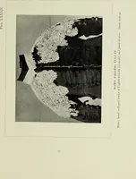 An illustration from Old lace : a handbook for collectors; an account of the different styles of lace, their history, characteristics & manufacture (1908)