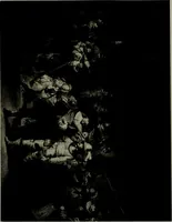 An illustration from The old masters of Belgium and Holland = Les maîtres d'autrefois (1882)