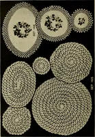 Picture 31 of 51 from Old and new designs in crochet work (1900), leaf 23
