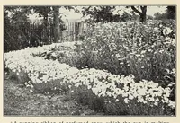 Picture 7 of 13 from Old time gardens, newly set forth (1901), leaf 378