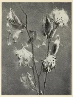 Picture 8 of 13 from Old time gardens, newly set forth (1901), leaf 420