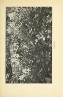 An illustration from Old time gardens, newly set forth (1901)