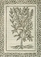 Picture 251 of 263 from Omnia Andreae Alciati v. c. emblemata : cum commentariis, quibus emblematum omnium aperta origine, mens authoris explicatur, & obscura omnia dubiaque illustrantur (1583), leaf 657