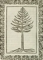 Picture 253 of 263 from Omnia Andreae Alciati v. c. emblemata : cum commentariis, quibus emblematum omnium aperta origine, mens authoris explicatur, & obscura omnia dubiaque illustrantur (1583), leaf 659