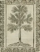 Picture 254 of 263 from Omnia Andreae Alciati v. c. emblemata : cum commentariis, quibus emblematum omnium aperta origine, mens authoris explicatur, & obscura omnia dubiaque illustrantur (1583), leaf 660