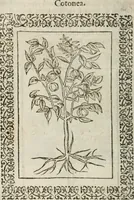Picture 255 of 263 from Omnia Andreae Alciati v. c. emblemata : cum commentariis, quibus emblematum omnium aperta origine, mens authoris explicatur, & obscura omnia dubiaque illustrantur (1583), leaf 661