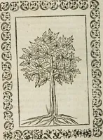 An illustration from Omnia Andreae Alciati v. c. emblemata : cum commentariis, quibus emblematum omnium aperta origine, mens authoris explicatur, & obscura omnia dubiaque illustrantur (1583)