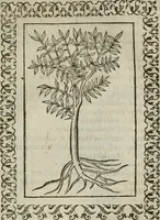 Picture 258 of 263 from Omnia Andreae Alciati v. c. emblemata : cum commentariis, quibus emblematum omnium aperta origine, mens authoris explicatur, & obscura omnia dubiaque illustrantur (1583), leaf 668