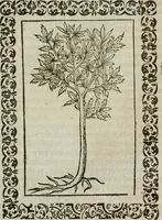 Picture 259 of 263 from Omnia Andreae Alciati v. c. emblemata : cum commentariis, quibus emblematum omnium aperta origine, mens authoris explicatur, & obscura omnia dubiaque illustrantur (1583), leaf 670