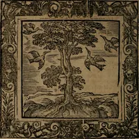 Picture 101 of 269 from Omnia Andreae Alciati v.c. emblemata : cum commentariis, quibus emblematum omnium aperta origine, mens auctoris explicatur, & obscura omnia dubiaque illustrantur (1581), leaf 307