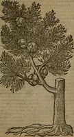 Picture 250 of 269 from Omnia Andreae Alciati v.c. emblemata : cum commentariis, quibus emblematum omnium aperta origine, mens auctoris explicatur, & obscura omnia dubiaque illustrantur (1581), leaf 716