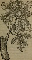 An illustration from Omnia Andreae Alciati v.c. emblemata : cum commentariis, quibus emblematum omnium aperta origine, mens auctoris explicatur, & obscura omnia dubiaque illustrantur (1581)