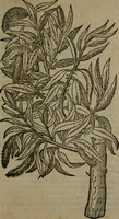 An illustration from Omnia Andreae Alciati v.c. emblemata : cum commentariis, quibus emblematum omnium aperta origine, mens auctoris explicatur, & obscura omnia dubiaque illustrantur (1581)