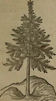 Picture 253 of 269 from Omnia Andreae Alciati v.c. emblemata : cum commentariis, quibus emblematum omnium aperta origine, mens auctoris explicatur, & obscura omnia dubiaque illustrantur (1581), leaf 724