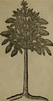 An illustration from Omnia Andreae Alciati v.c. emblemata : cum commentariis, quibus emblematum omnium aperta origine, mens auctoris explicatur, & obscura omnia dubiaque illustrantur (1581)