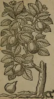 An illustration from Omnia Andreae Alciati v.c. emblemata : cum commentariis, quibus emblematum omnium aperta origine, mens auctoris explicatur, & obscura omnia dubiaque illustrantur (1581)