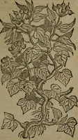 An illustration from Omnia Andreae Alciati v.c. emblemata : cum commentariis, quibus emblematum omnium aperta origine, mens auctoris explicatur, & obscura omnia dubiaque illustrantur (1581)
