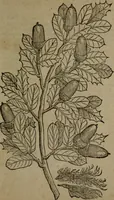 An illustration from Omnia Andreae Alciati v.c. emblemata : cum commentariis, quibus emblematum omnium aperta origine, mens auctoris explicatur, & obscura omnia dubiaque illustrantur (1581)