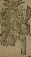 Picture 260 of 269 from Omnia Andreae Alciati v.c. emblemata : cum commentariis, quibus emblematum omnium aperta origine, mens auctoris explicatur, & obscura omnia dubiaque illustrantur (1581), leaf 736