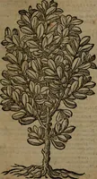 Picture 261 of 269 from Omnia Andreae Alciati v.c. emblemata : cum commentariis, quibus emblematum omnium aperta origine, mens auctoris explicatur, & obscura omnia dubiaque illustrantur (1581), leaf 738