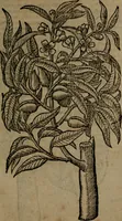 Picture 262 of 269 from Omnia Andreae Alciati v.c. emblemata : cum commentariis, quibus emblematum omnium aperta origine, mens auctoris explicatur, & obscura omnia dubiaque illustrantur (1581), leaf 742