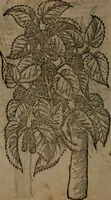 Picture 263 of 269 from Omnia Andreae Alciati v.c. emblemata : cum commentariis, quibus emblematum omnium aperta origine, mens auctoris explicatur, & obscura omnia dubiaque illustrantur (1581), leaf 743