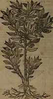 Picture 265 of 269 from Omnia Andreae Alciati v.c. emblemata : cum commentariis, quibus emblematum omnium aperta origine, mens auctoris explicatur, & obscura omnia dubiaque illustrantur (1581), leaf 745