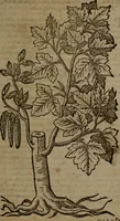 An illustration from Omnia Andreae Alciati v.c. emblemata : cum commentariis, quibus emblematum omnium aperta origine, mens auctoris explicatur, & obscura omnia dubiaque illustrantur (1581)