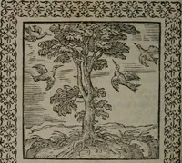 An illustration from Omnia Andreae Alciati v.c. emblemata : cum commentariis, quibus emblematum omnium aperta origine, mens auctoris explicatur, & obscura omnia dubiáque illustrantur (1577)