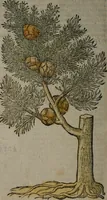 Picture 239 of 258 from Omnia Andreae Alciati v.c. emblemata : cum commentariis, quibus emblematum omnium aperta origine, mens auctoris explicatur, & obscura omnia dubiáque illustrantur (1577), leaf 643