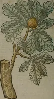 An illustration from Omnia Andreae Alciati v.c. emblemata : cum commentariis, quibus emblematum omnium aperta origine, mens auctoris explicatur, & obscura omnia dubiáque illustrantur (1577)