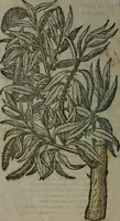 Picture 242 of 258 from Omnia Andreae Alciati v.c. emblemata : cum commentariis, quibus emblematum omnium aperta origine, mens auctoris explicatur, & obscura omnia dubiáque illustrantur (1577), leaf 649