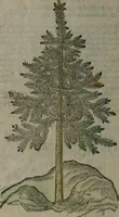 Picture 243 of 258 from Omnia Andreae Alciati v.c. emblemata : cum commentariis, quibus emblematum omnium aperta origine, mens auctoris explicatur, & obscura omnia dubiáque illustrantur (1577), leaf 651