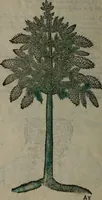 Picture 245 of 258 from Omnia Andreae Alciati v.c. emblemata : cum commentariis, quibus emblematum omnium aperta origine, mens auctoris explicatur, & obscura omnia dubiáque illustrantur (1577), leaf 653