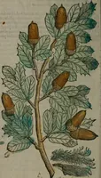 An illustration from Omnia Andreae Alciati v.c. emblemata : cum commentariis, quibus emblematum omnium aperta origine, mens auctoris explicatur, & obscura omnia dubiáque illustrantur (1577)